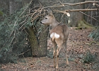 Vogelpark Walsrode-1371